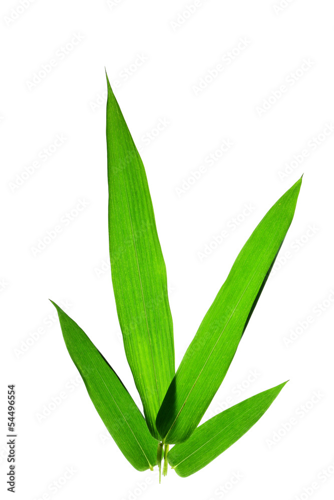 Fototapeta premium Bamboo leaves isolated on white background