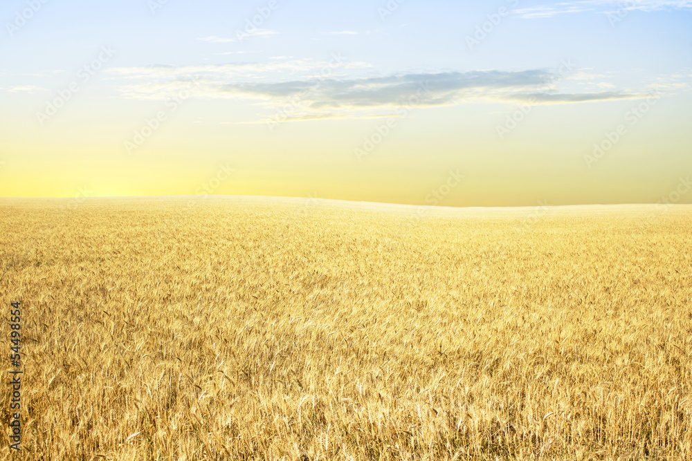 Fototapeta premium Yellow wheat on the slopes in the morning
