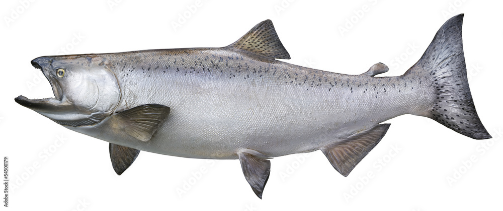 Obraz premium Big chinook or king salmon isolated on white