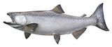 Big chinook or king salmon isolated on white
