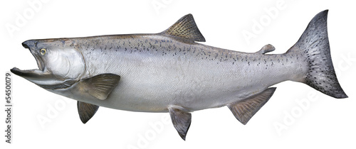 Canvas Print Big chinook or king salmon isolated on white