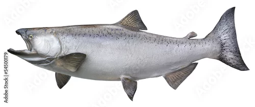 Fototapeta samoprzylepna Big chinook or king salmon isolated on white