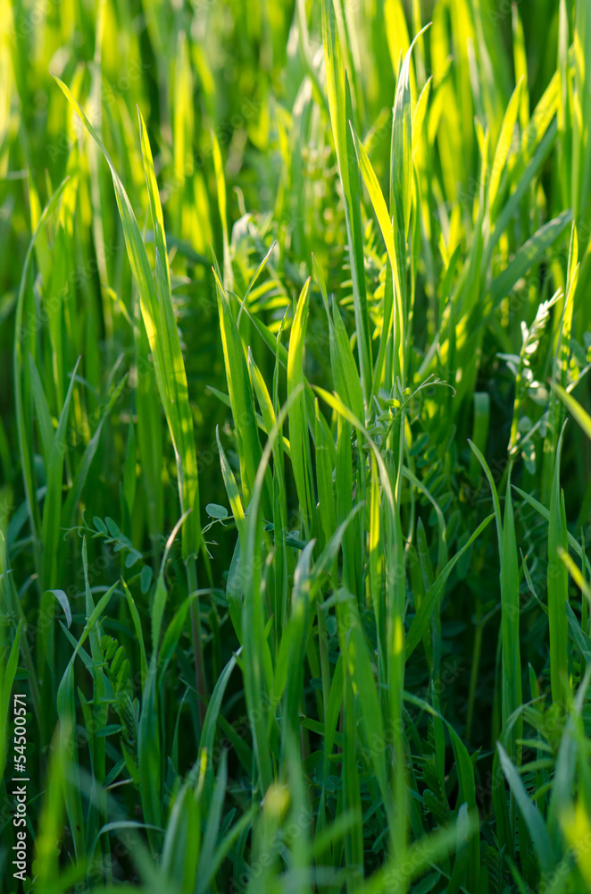 Fototapeta premium Grass under summer sun