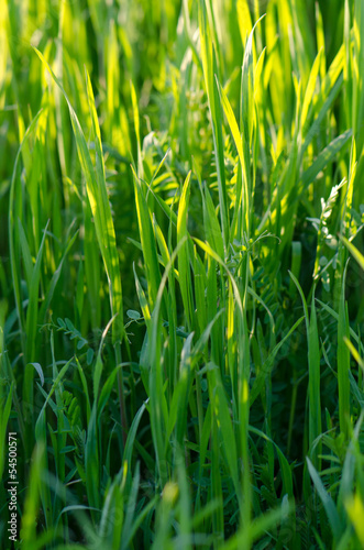 Grass under summer sun