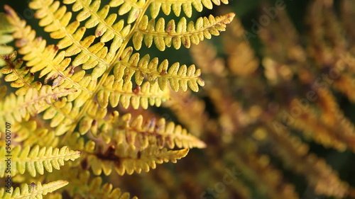 Autumn fern