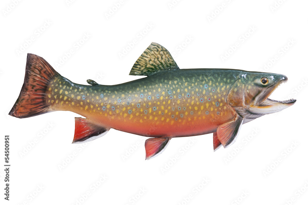 Fototapeta premium Male brook or speckled trout in spawning colors isolated on whit