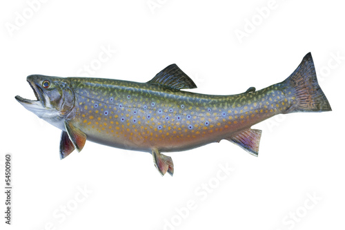 Fényképezés Speckled or brook trout isolated on white background