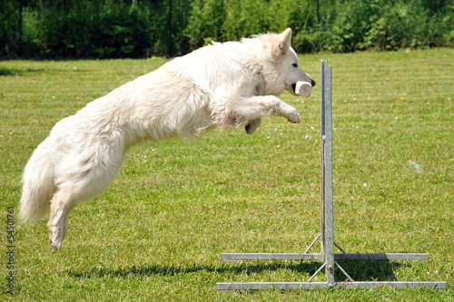 berger blanc suisse photo