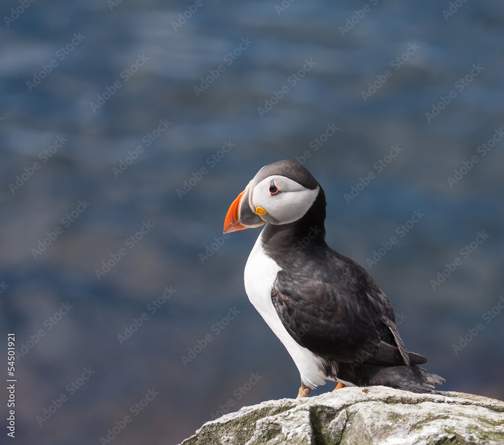 Fototapeta premium Views around the Farne Islands 