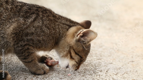 Young cat eating bone on pavement.
