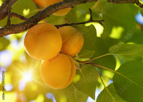 Fototapeta Naklejka Na Ścianę i Meble -  Apricot tree with fruits