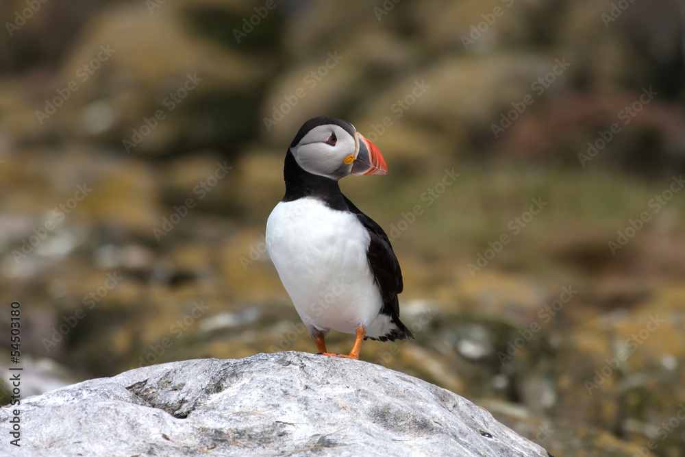 Fototapeta premium Views around the Farne Islands 