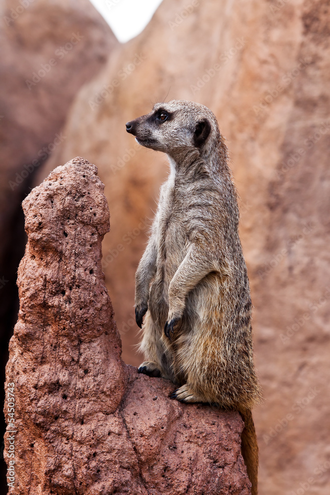 Fototapeta premium Meerkat