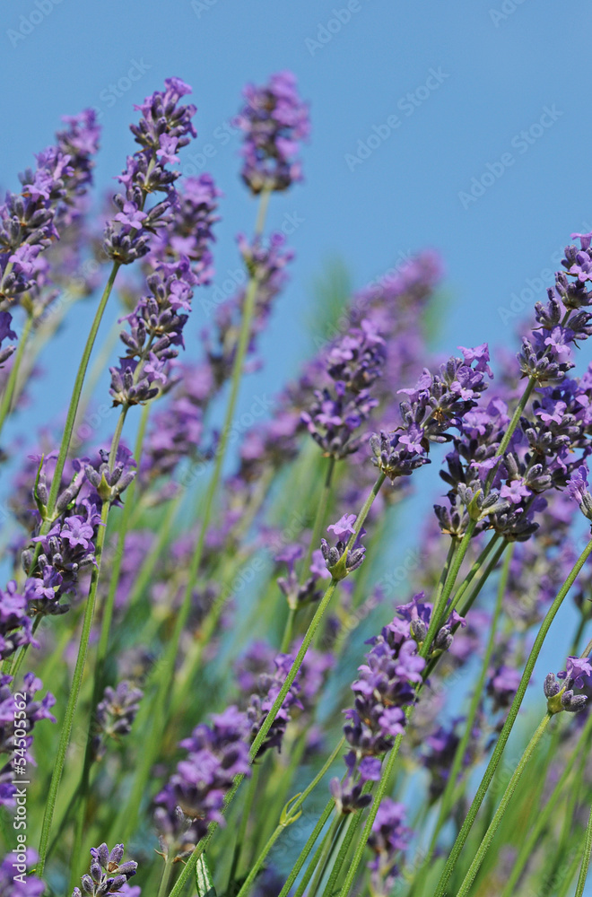 Obraz premium Lavendel