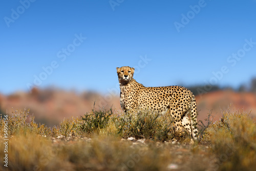 Cheetah on top of a hil
