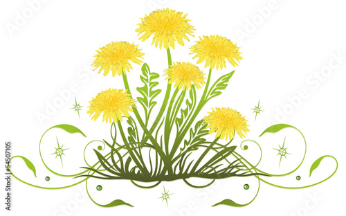 Löwenzahn, Pusteblumen auf einer Wiese. Filigran und bunt.