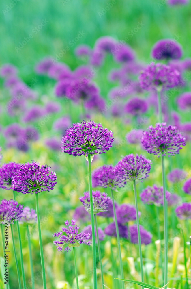 Obraz premium Close up of the flowers of some allium with butterfly