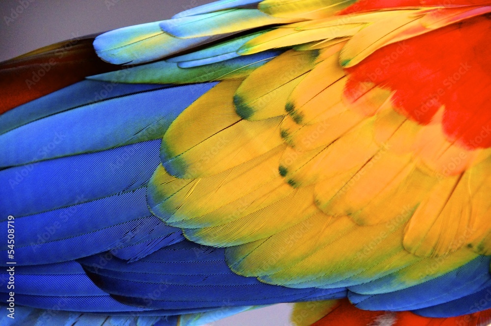 Obraz premium bird