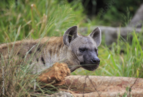 Spotted Hyena in the wild 