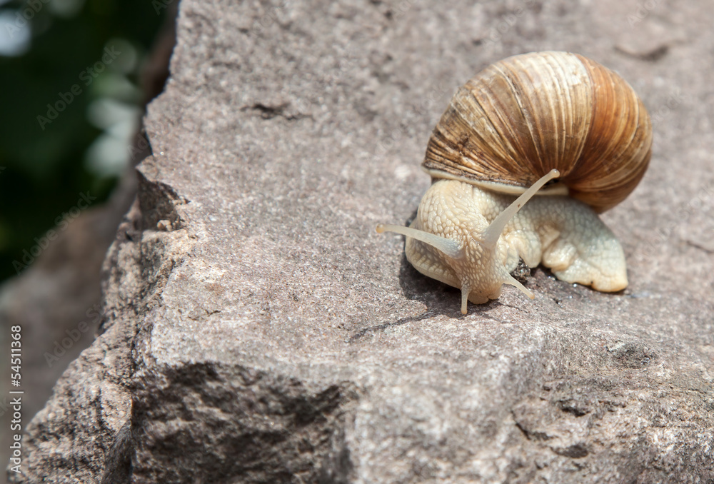 lonely snail on stone close-up in nature lonely snail on stone close-up in nature