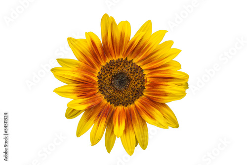 Fototapeta Naklejka Na Ścianę i Meble -  sunflower