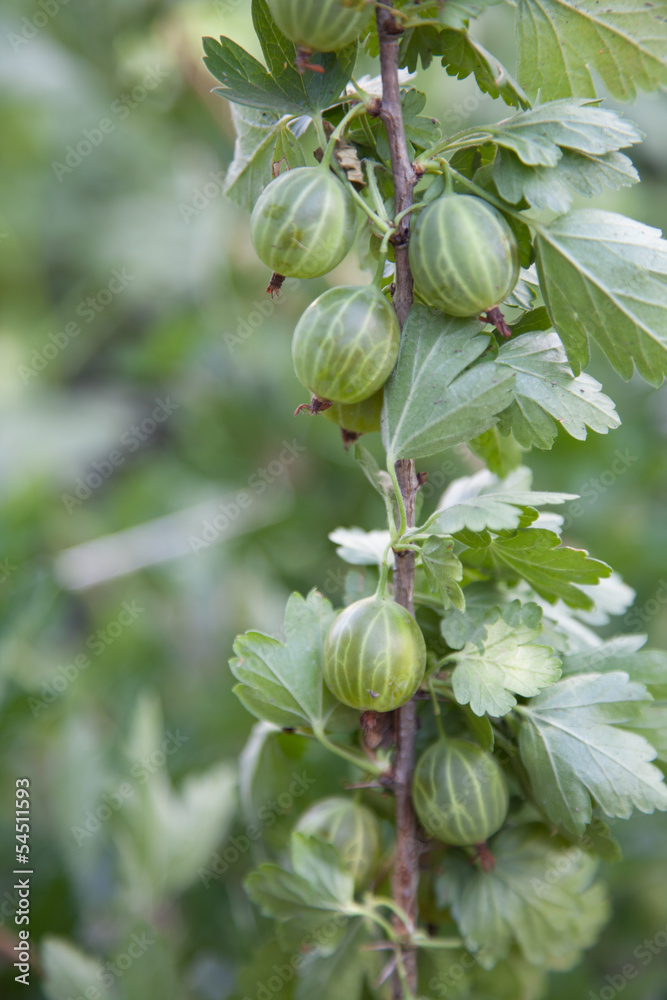 growing gooseberries close-up in nature growing gooseberries close-up in nature