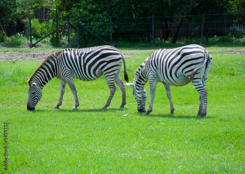zebra in safari
