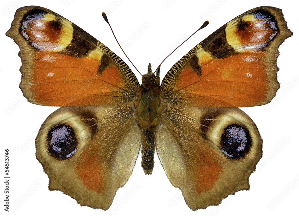 Naklejka premium Isolated European Peacock butterfly