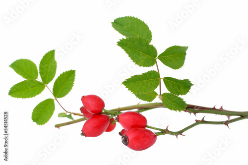 Obraz na płótnie Rose hips isolated on a white background