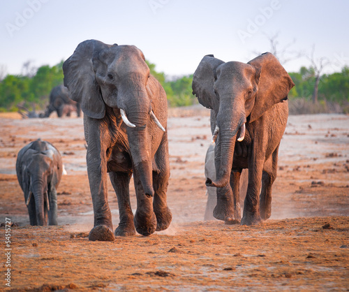 Canvas Print Fighting  and charging elephants
