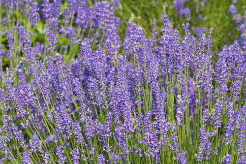 Lavender flowers purple