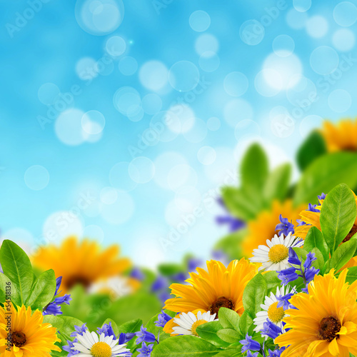 Wildflowers on the sky background