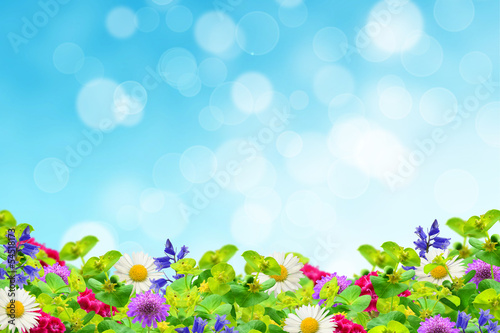 Field of wildflowers