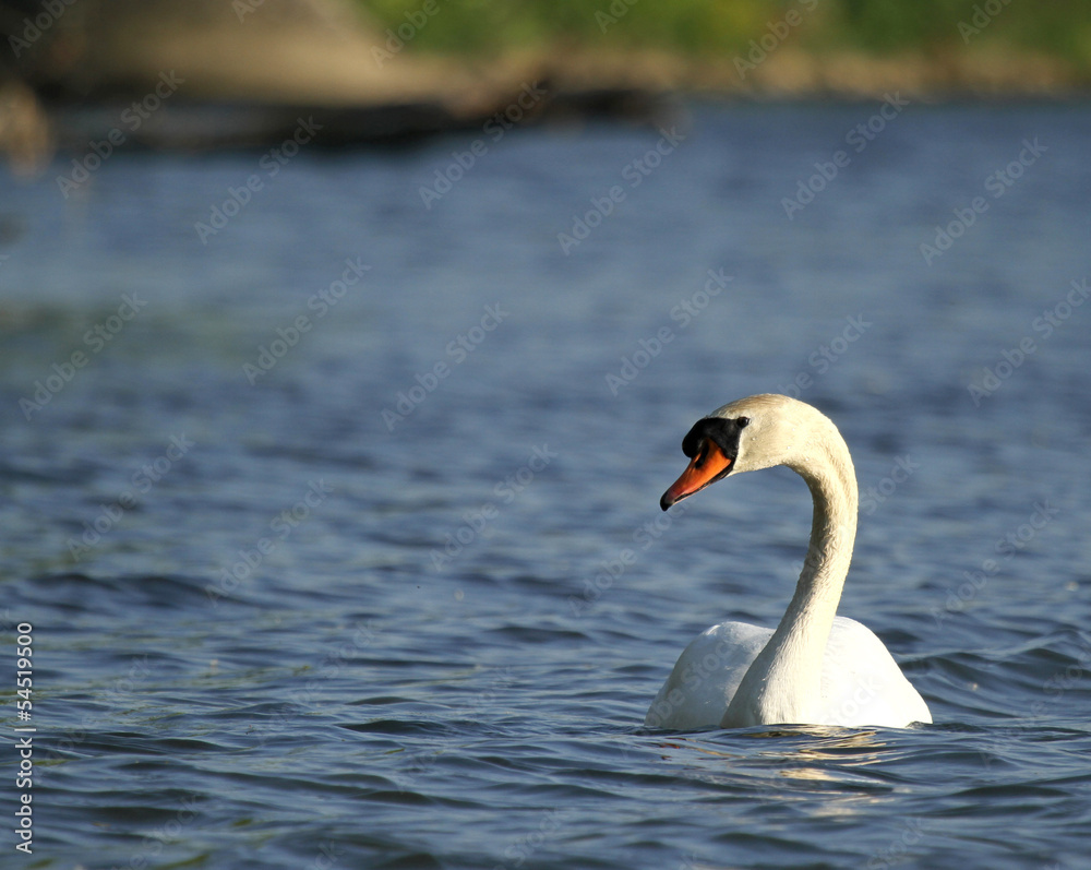 Obraz premium cygne tuberculé
