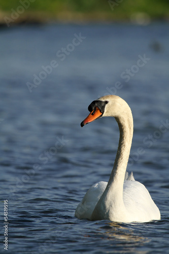 cygne de profil