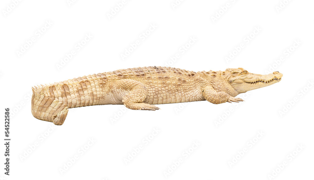 Albino crocodile isolated with clipping path Albino crocodile isolated with clipping path