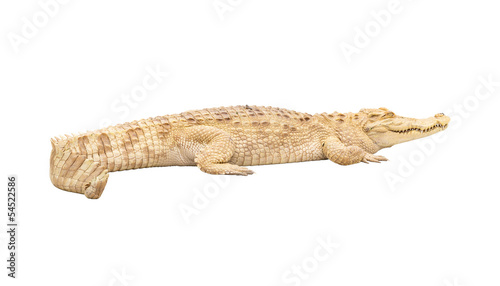 Albino crocodile isolated with clipping path © kamonrat