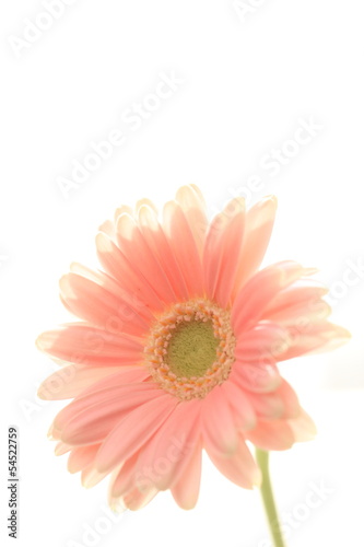close up of gerbera on white background with copy space