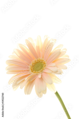 close up of gerbera on white background with copy space