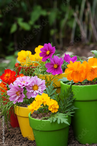 Fototapeta Naklejka Na Ścianę i Meble -  colorful flowers in pots