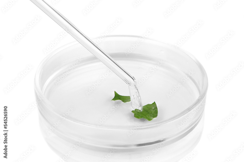 Chemical research in Petri dish isolated on white Chemical research in Petri dish isolated on white