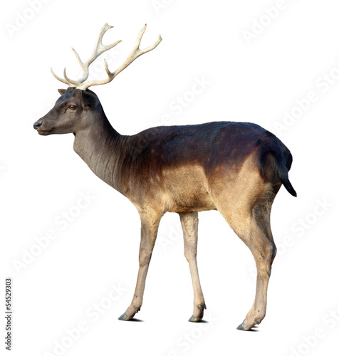 fallow deer buck