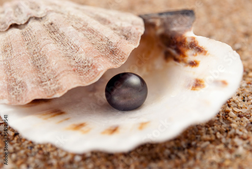 pearl on the seashell