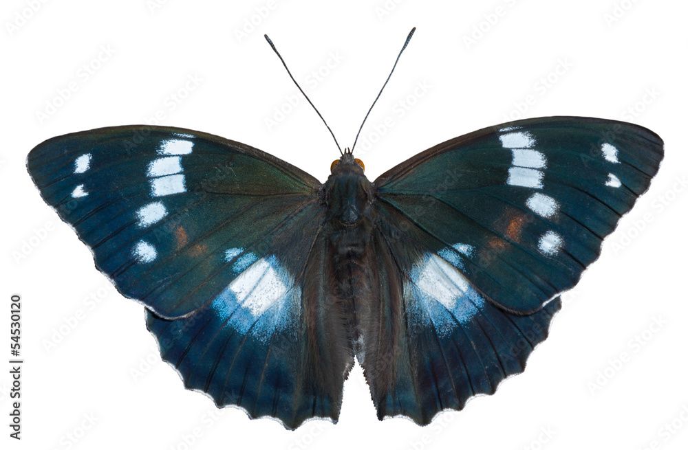 Naklejka premium Butterfly (Apatura schrencki) 44
