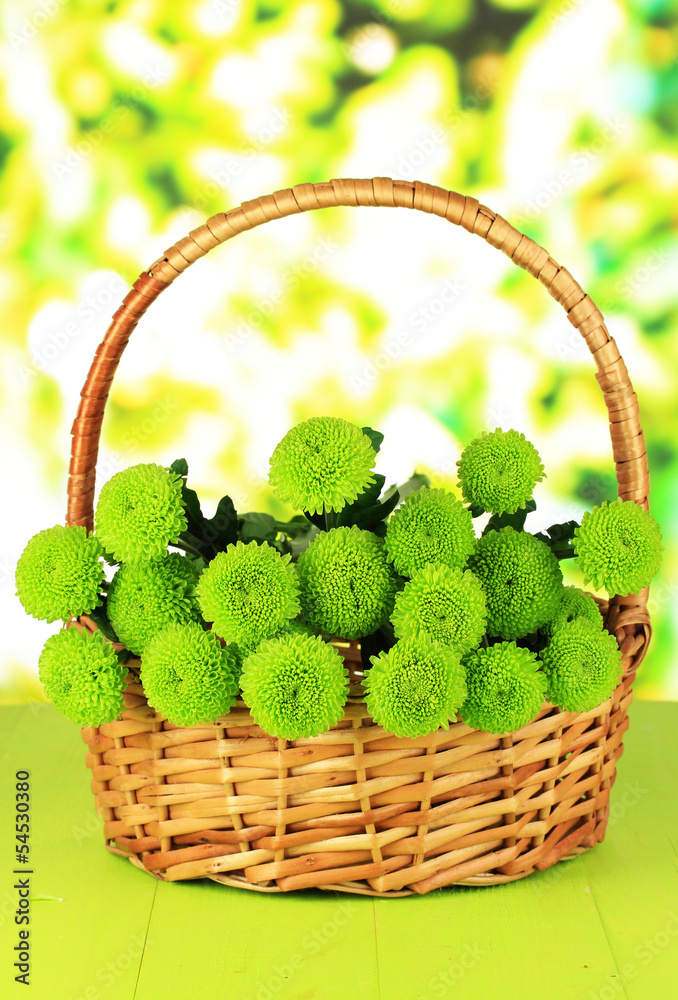 Beautiful green chrysanthemum in wicker basket Beautiful green chrysanthemum in wicker basket