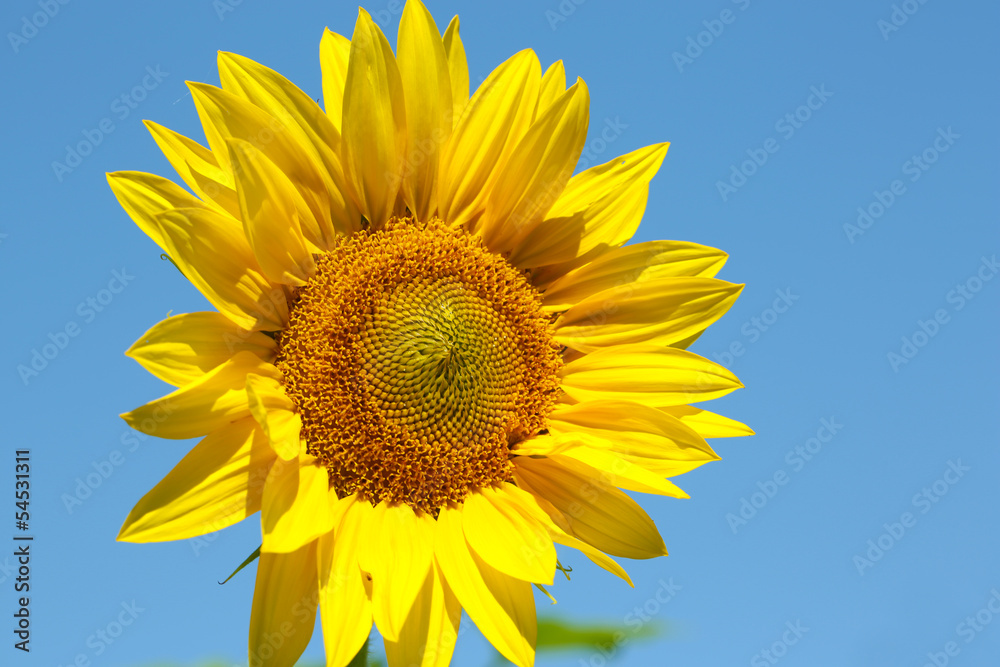 Beautiful sunflower on blue sky background, close up Beautiful sunflower on blue sky background, close up