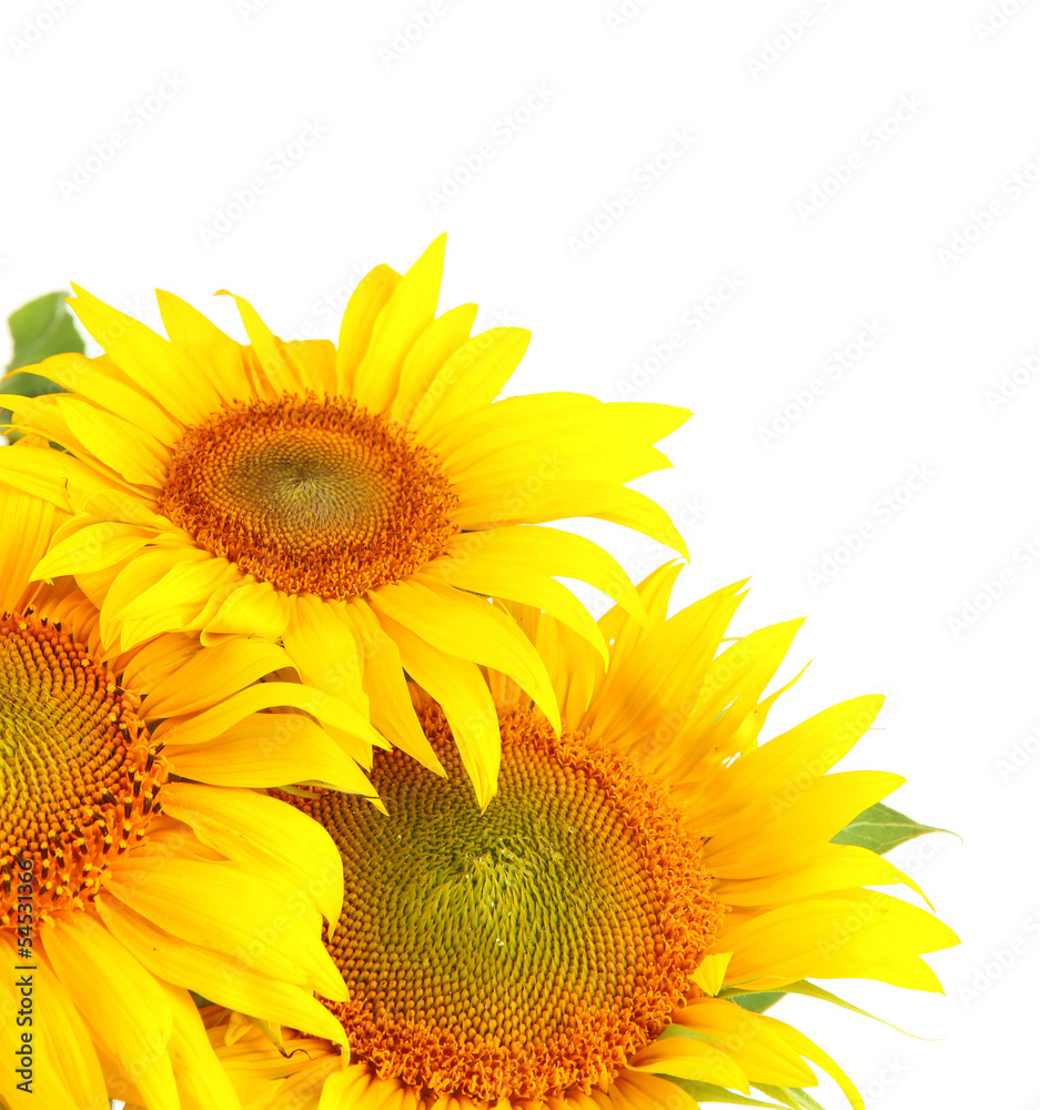 Sunflowers isolated on white Sunflowers isolated on white