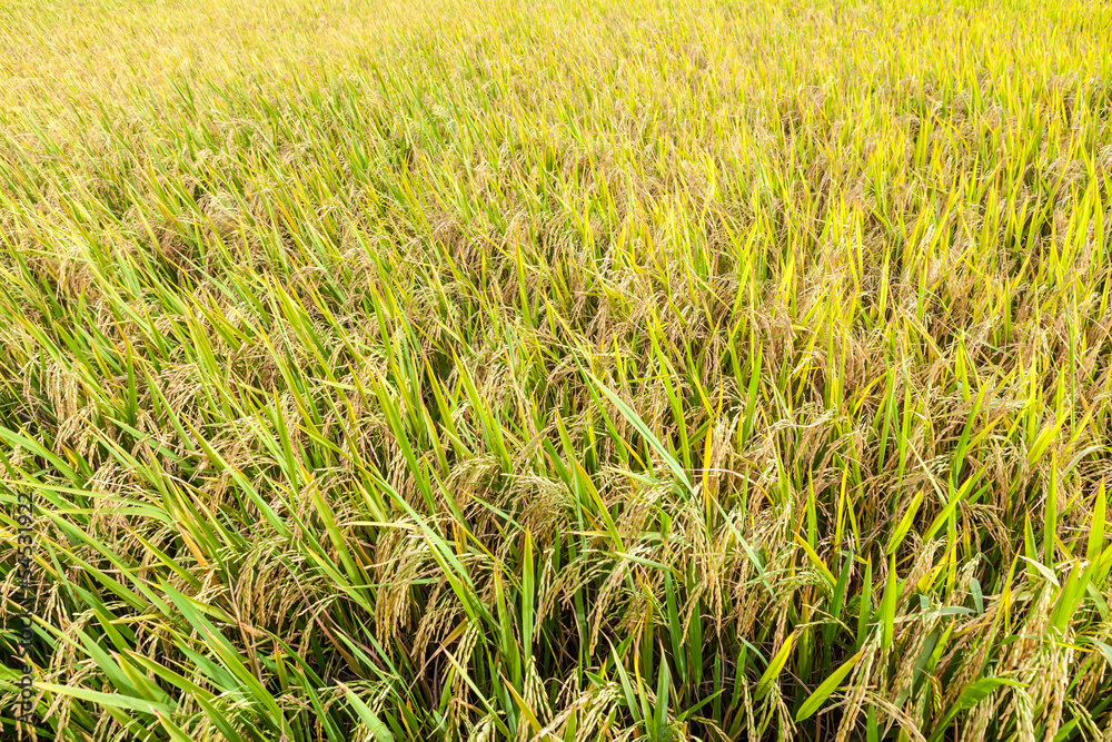 Rice paddy field Rice paddy field