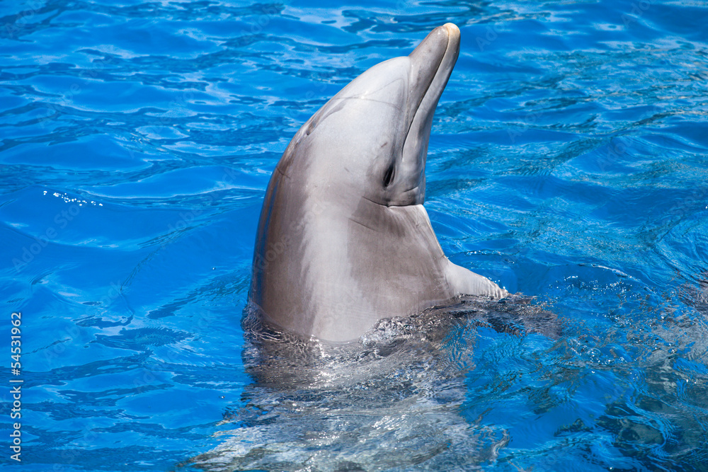 Obraz premium Dolphins swim in the pool