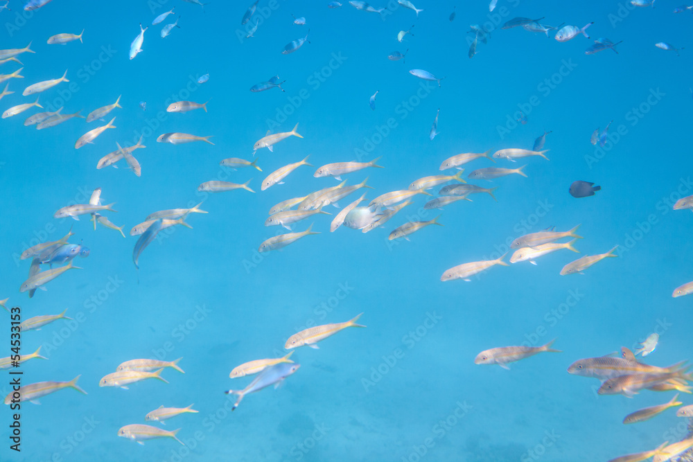 Tropical fish Tropical fish